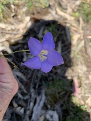 Wahlenbergia stricta