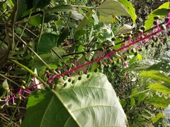 Phytolacca rivinoides
