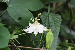 Passiflora eichleriana
