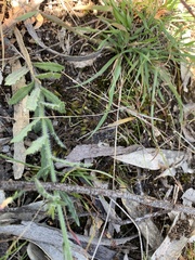 Wahlenbergia stricta