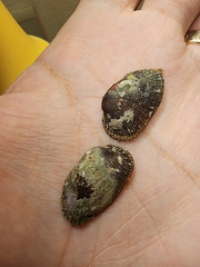 Barbatia domingensis
