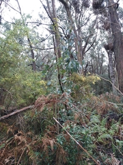Eucalyptus ovata