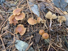 Galerina