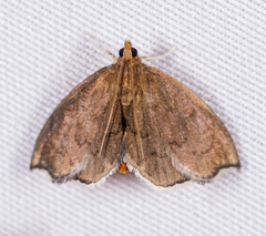 Perispasta caeculalis