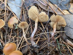 Galerina
