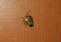 Edessa collaris-group