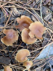 Galerina