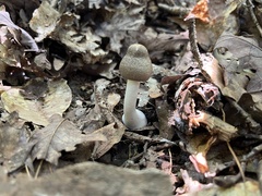 Agaricus moelleri