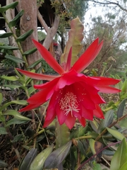 Disocactus