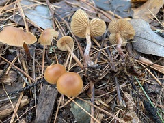 Galerina
