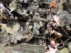 Agaricus moelleri
