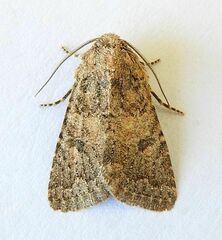 Protorthodes alfkenii