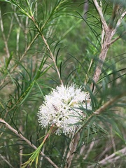 Melaleuca ericifolia