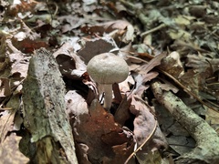 Agaricus moelleri