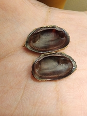 Barbatia domingensis