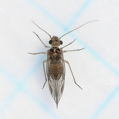 Blastopsocus lithinus