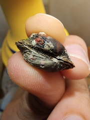 Barbatia domingensis
