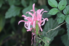 Justicia carnea