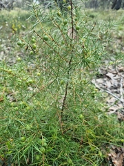 Persoonia juniperina