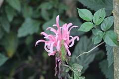 Justicia carnea