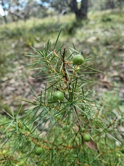 Persoonia juniperina
