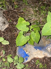 Asclepiadeae