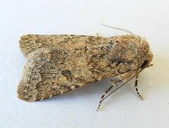 Protorthodes alfkenii