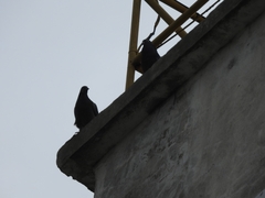 Columba livia domestica