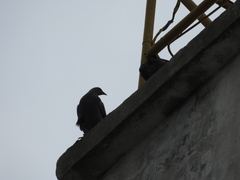 Columba livia domestica