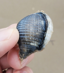 Semicassis granulata