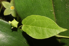 Gonolobinae