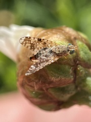 Austrotephritis poenia