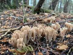 Phaeoclavulina flaccida