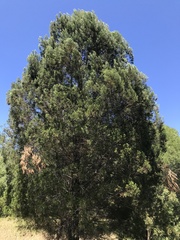 Callitris columellaris