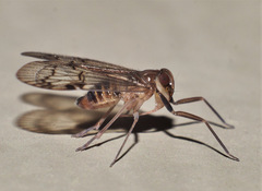 Cixiidae