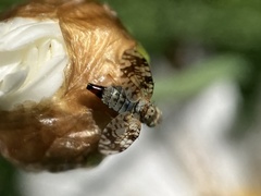 Austrotephritis poenia