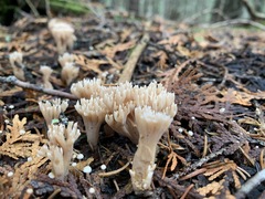 Phaeoclavulina flaccida