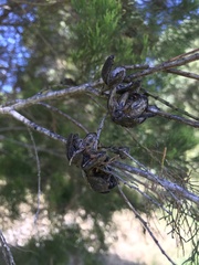 Callitris columellaris