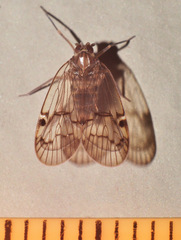 Cixiidae