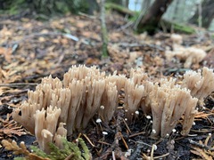 Phaeoclavulina flaccida