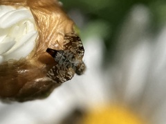 Austrotephritis poenia