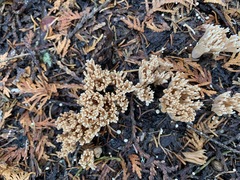 Phaeoclavulina flaccida