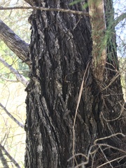 Callitris columellaris