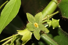 Gonolobinae