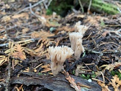 Phaeoclavulina flaccida