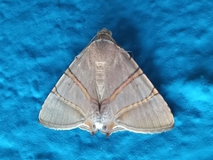 Eulepidotis juncida