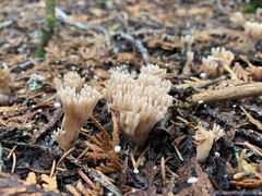 Phaeoclavulina flaccida