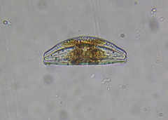 Cymbella