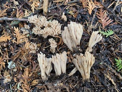 Phaeoclavulina flaccida