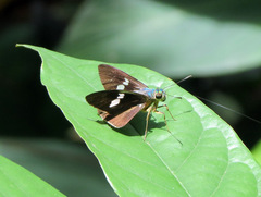 Neoxeniades braesia